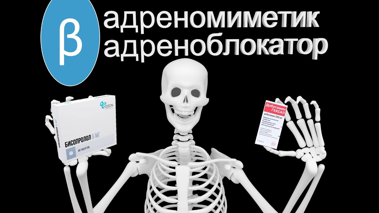 Бетта1 адреномиметики и блокаторы | Механизм действия | Medanatfarm