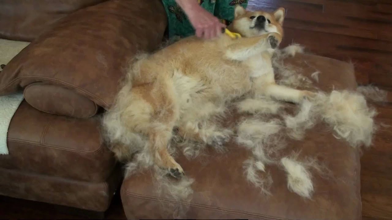 The Furminator Part 2 YouTube