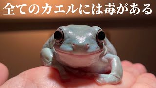 【解説】サラダにカエルが混入していた場合に注意すること