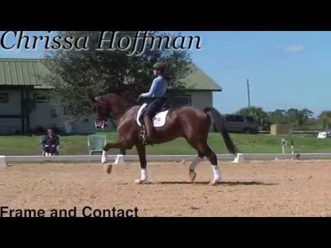 Dressage training for getting the frame and contact you want