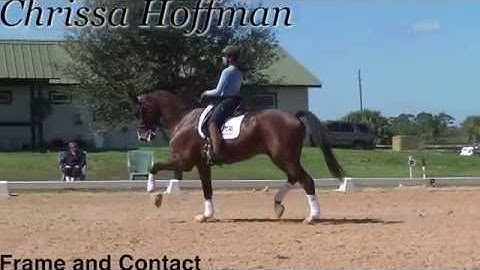 Dressage training for getting the frame and contact you want