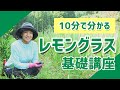 【レモングラス】10分で分かるレモングラスの育て方・注意点【レモングラス基礎講座】