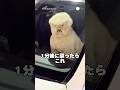 1分後の再会…顔が面白すぎるデカプー😂 #デカプー #犬 #いぬ #面白い #面白い犬