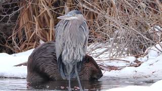 Great Blue Heron and the Beaver chewing