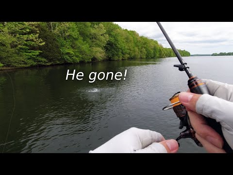 Black Bass: Lure Fishing (Rank 1) - GBC Longplay/Walkthrough #67 [1080p60]  