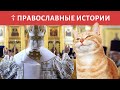 Кот и Патриарх ☦ ПРАВОСЛАВНЫЕ ИСТОРИИ