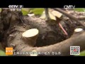 20150422 科技苑  种苹果不用剪枝了