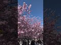 #stockholm #cherryblossom