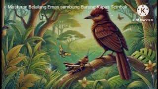 Masteran Burung Belalang Emas Sambung Burung Kapas Tembak Jeda Air 1 Menit