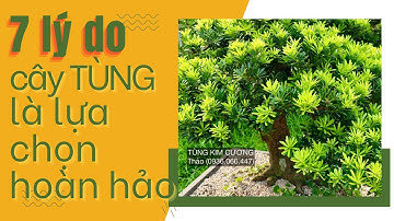 7 lí do tại sao cây tùng la hán là lựa chọn hoàn hảo cho không gian sống của bạn