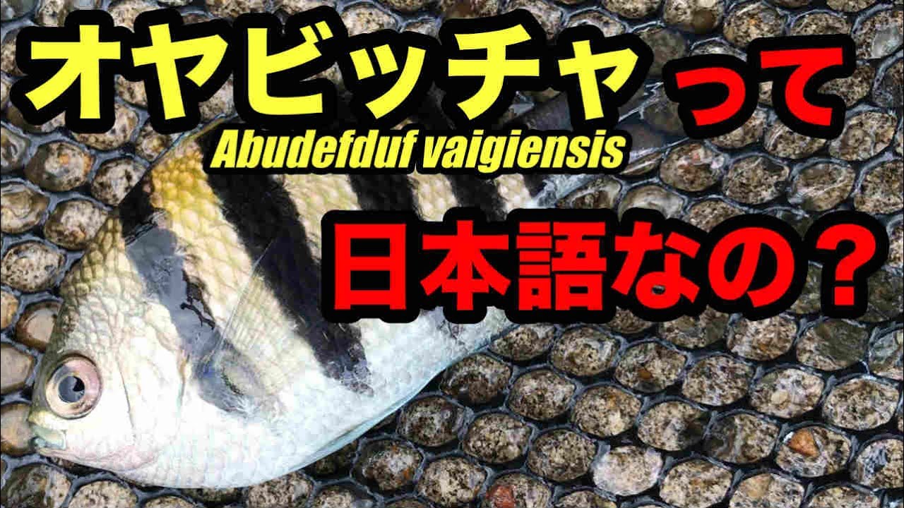 意外と知らないオヤビッチャ Abudefduf Vaigiensis の名前の由来 類似種とはどう見分ける Youtube