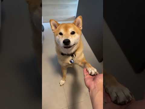 Poor Shiba Unable To Pay Rent, Has To Use Alternative Methods