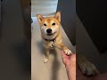 Poor shiba unable to pay rent has to use alternative methods