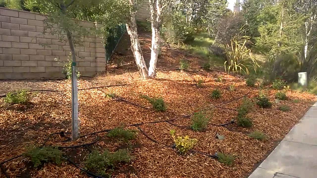 Drought Tolerant Hillside Planting