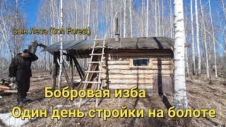 Бобровая изба Один день стройки на болоте