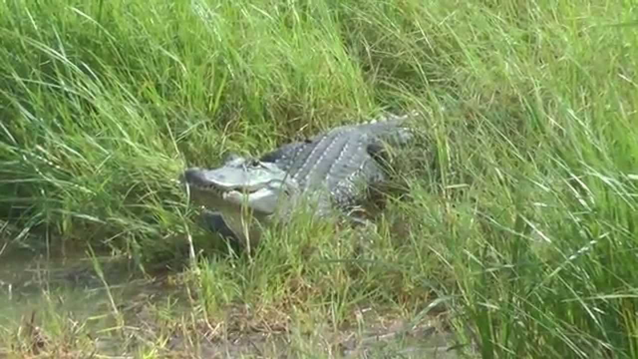 camera iphone 8 plus apk American alligators Laguna Atascosa NWR 2014-04-19
