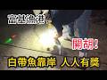 富基漁港白帶魚靠岸了!老公突然釣上來,我第一次看到活的白帶魚,太漂亮了!9月9日釣況|北海岸釣魚