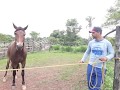 Cavalo que não deixa pegar no pasto - cavalo veaco