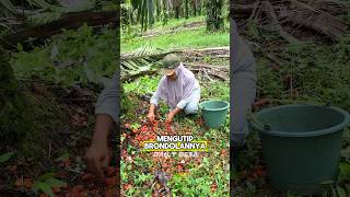 MENGUTIP BRONDOLAN KELAPA SAWIT