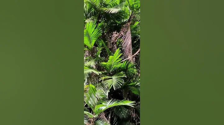 White fronted capuchin monkey