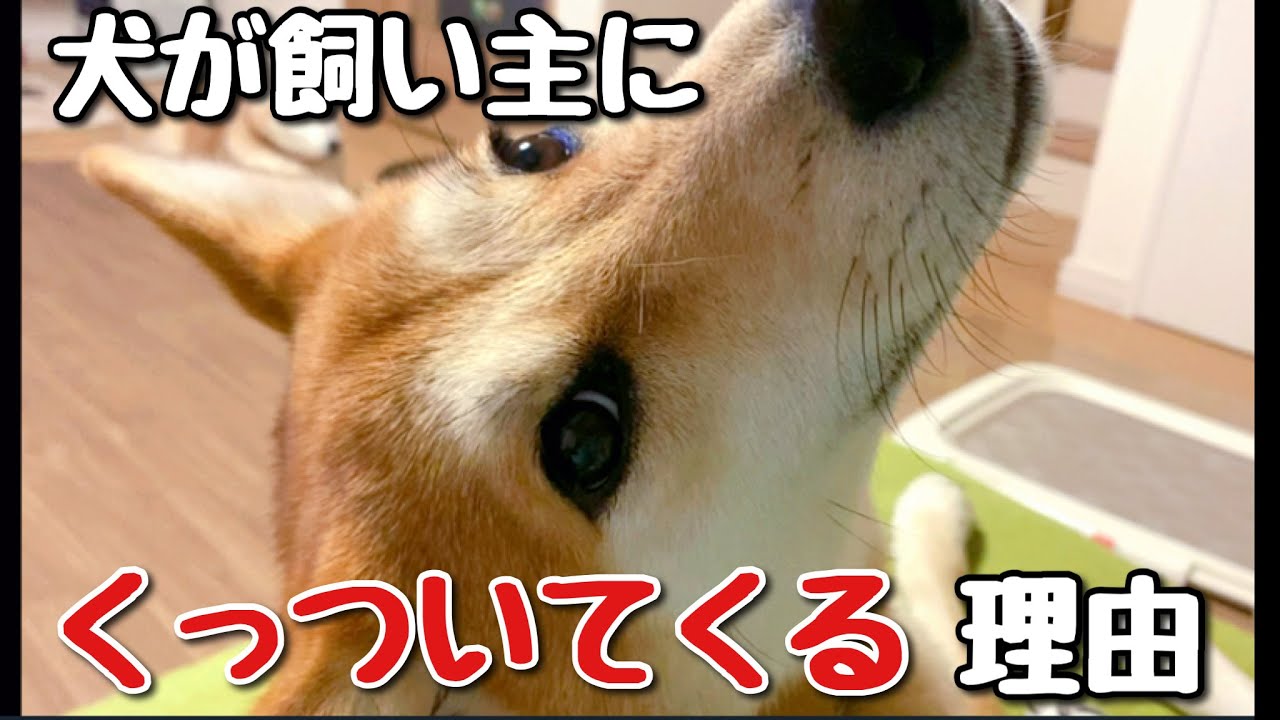 犬が飼い主にくっついてくる理由とは 犬が大好きな人に見せるサイン Youtube
