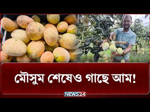 মৌসুম শেষেও গাছে আম; ৭-৮ হাজার টাকা মণে বিক্রি! | NEWS24