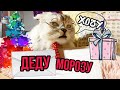 Письмо деду морозу от КОТА КЕВИНА! Какой подарок хочет кот?