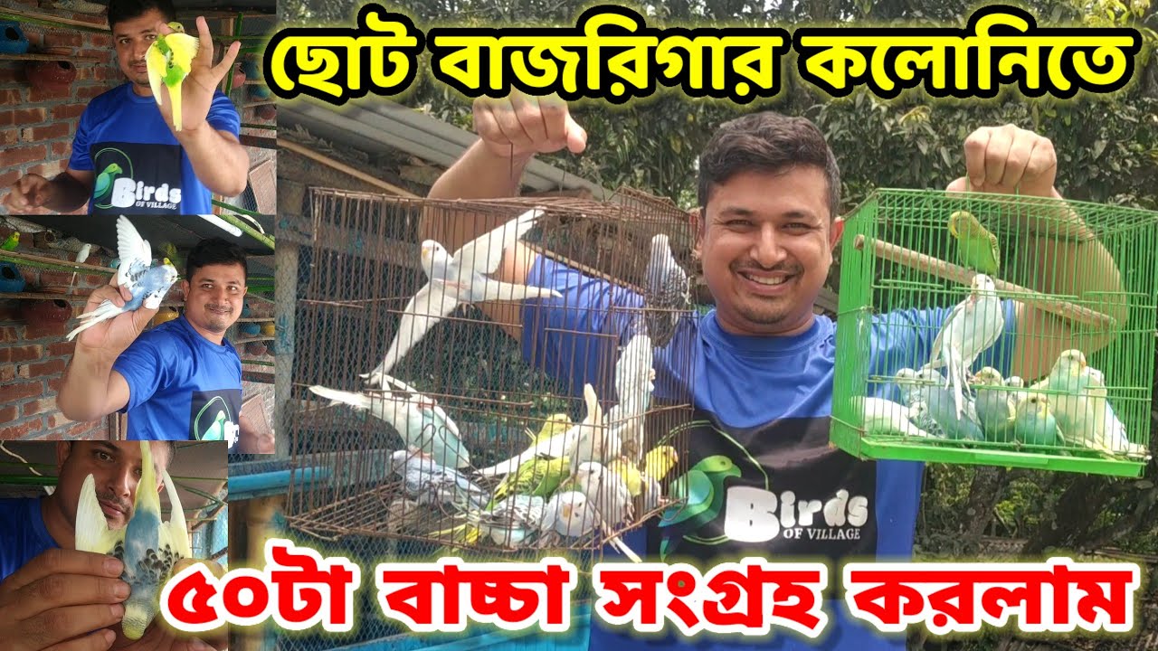 ছোট বাজরিগার কলোনি থেকে ৫০টা বাচ্চা সংগ্রহ করলাম || budgerigar bird colony || Birds of village