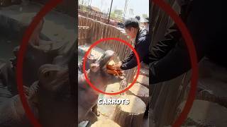 He Came To Feed The Hippo After Two Years