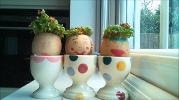 Cress Heads Timelapse with Raspberry Pi