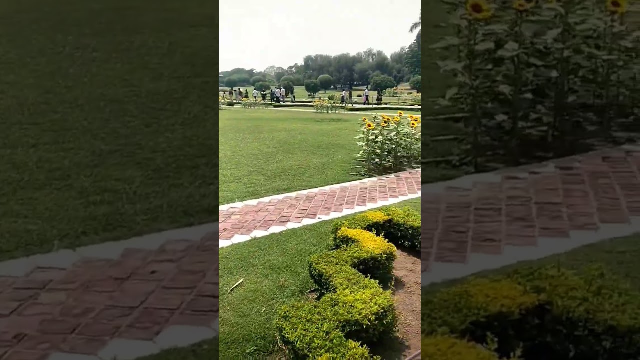 Beautiful Sunflower Garden 🌻🌻 • crinGe aatMa 👻 • 