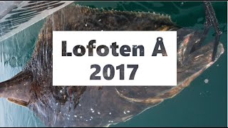 Fishing Norway - Lofoten Å 2017, big halibut 193 cm