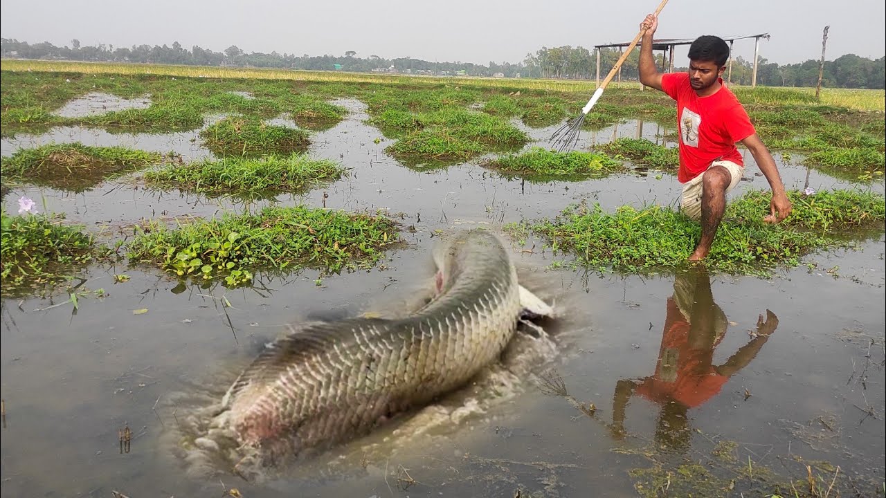 Unbelievable Fishing ❤️ Best Tata Fishing In Harvest Rice Field ❤️ Unique Spearfishing Moment.