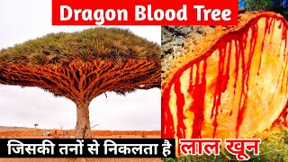Dragon blood tree in hindi | जिसकी तने से लाल रंग का खून निकलता है | Amazing facts shorts