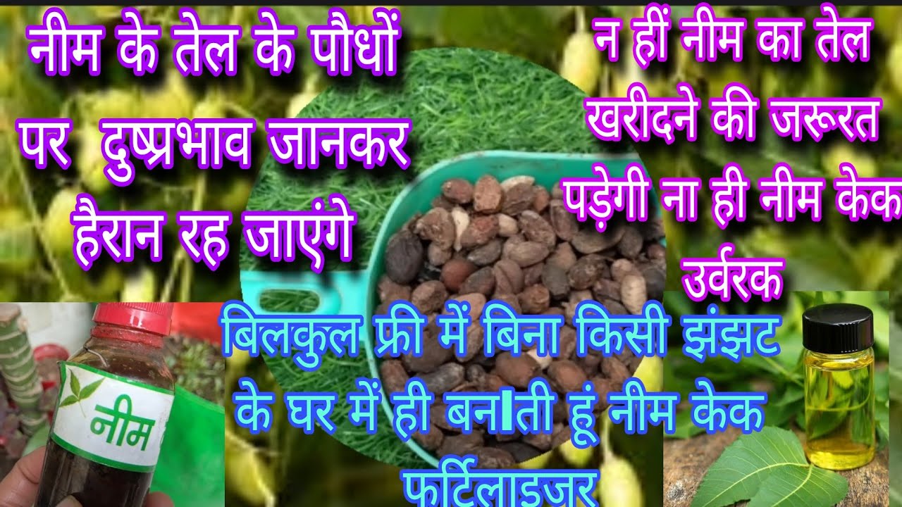 बिलकुल फ्री में बिना किसी झंझट के घर में ही बनlती हूं नीम केक फर्टिलाइजर