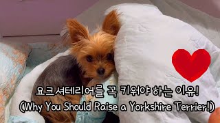 요크셔테리어를 2년간 키우며 느낀점 요키를 꼭 키워야 하는 이유(Why You Should Get a Yorkshire Terrier)