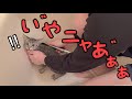【保護子猫】お風呂で大絶叫する様子がコチラです……
