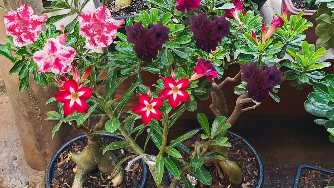 Rosa do Deserto 🌻 Replantio da LM 5, TS 69, Céu estrelado, Ghost, TW 4 + adubação 🥰🤗🌺