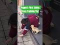Puppy’s First Stairs: Easy Training Tip!