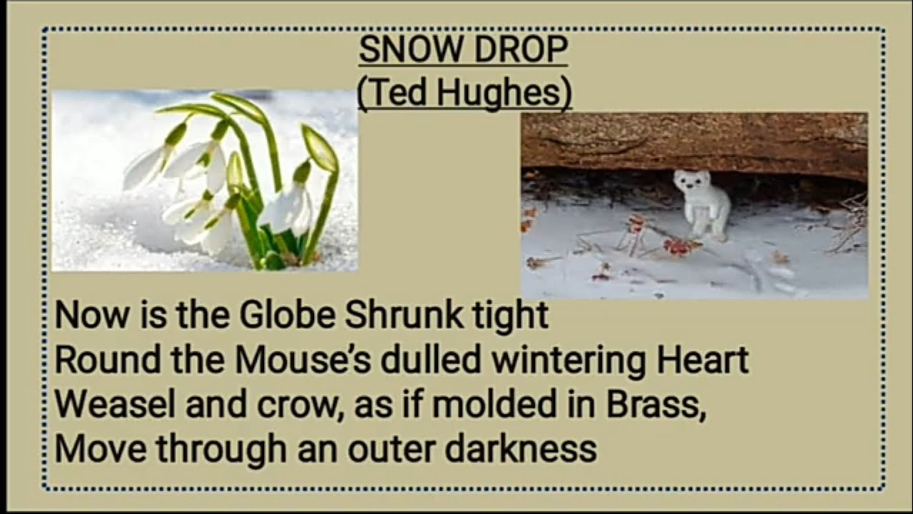 snowdrop poem ted hughes