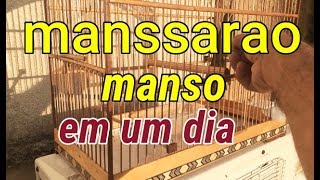 como amanssar seu trinca ferro em um dia - PARTE 1