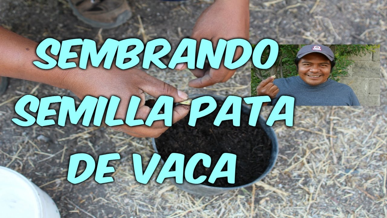 SEMBRANDO SEMILLA PATA DE VACA