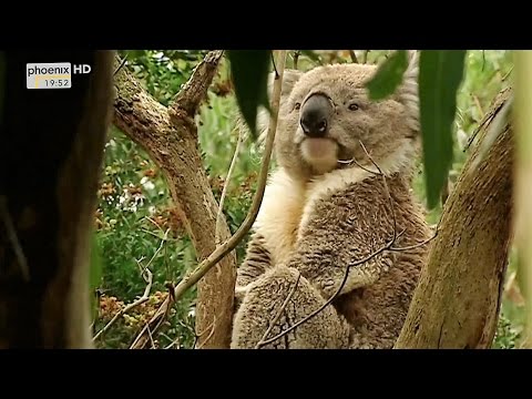 Doku in HD Die letzten Paradiese - Australien - Land der Mythen und Legenden