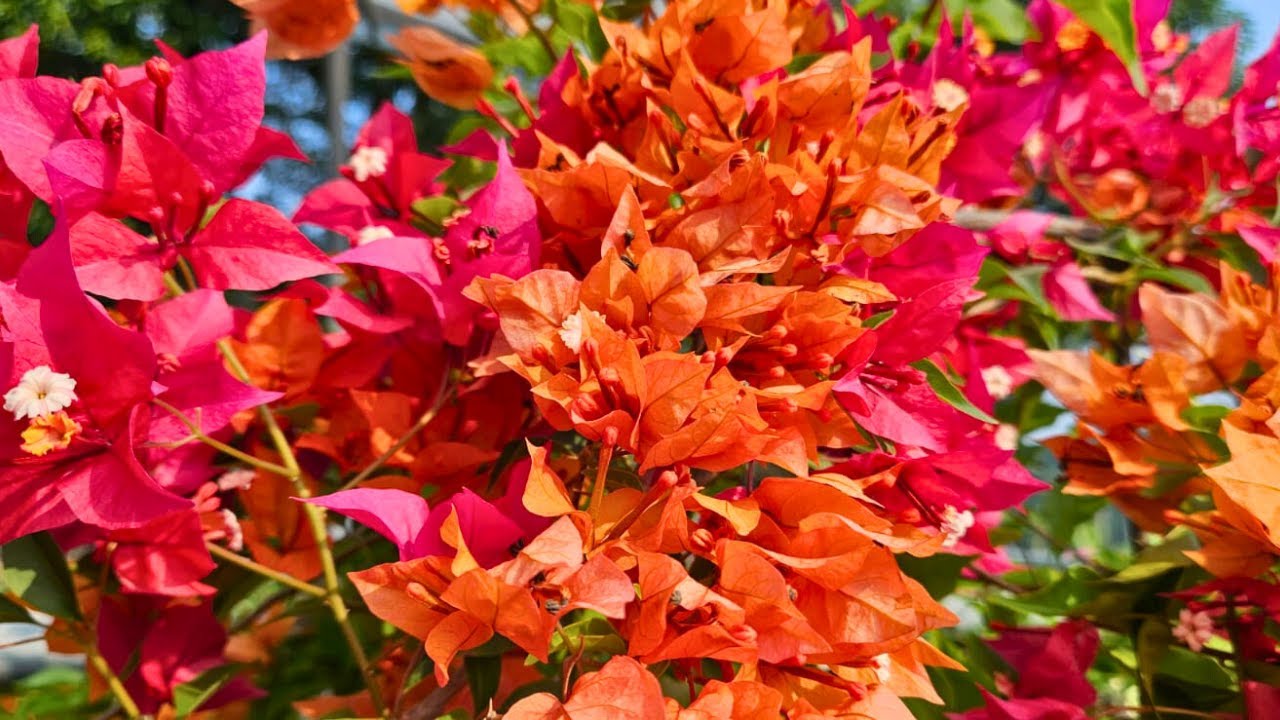 ഇങ്ങനെ ചെയ്താൽ 15 ദിവസത്തിനുള്ളിൽ പുതിയ പൂക്കൾ വരും | Bougainville Plant Care