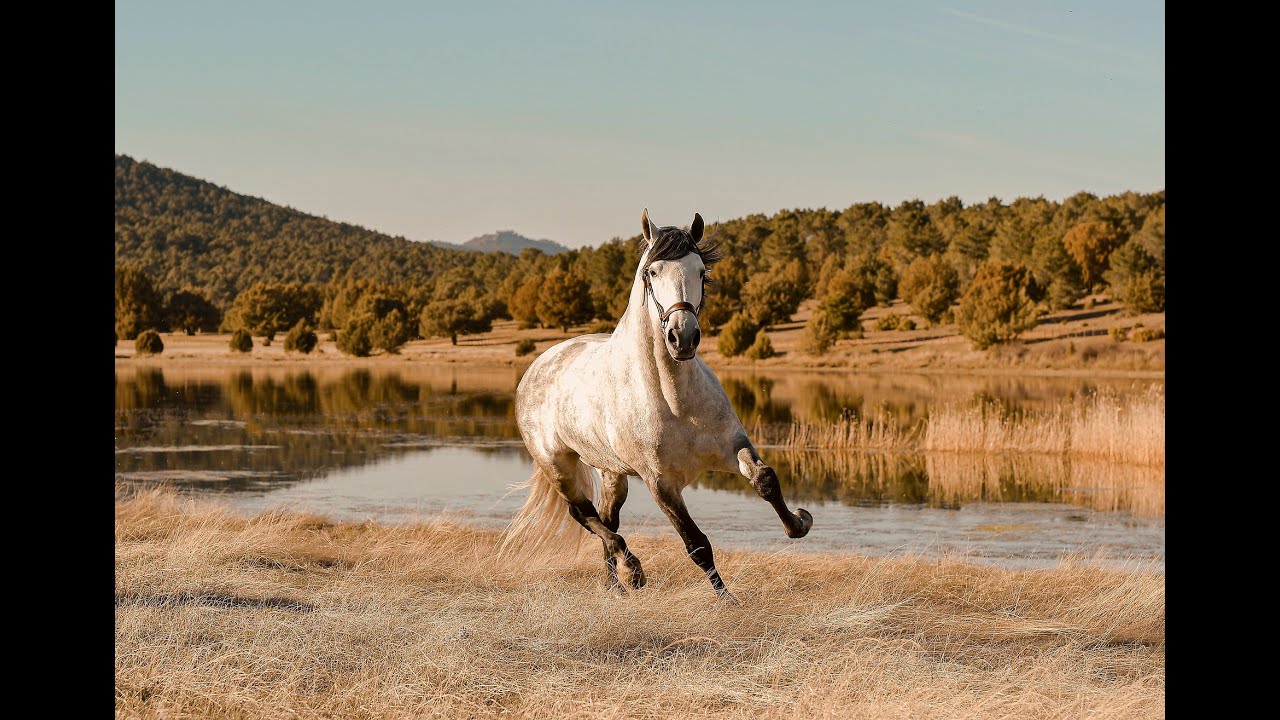 Beautiful Horses Running YouTube