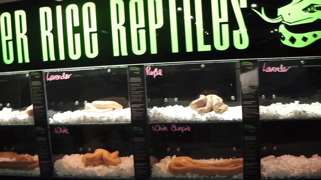 Peter Rice Reptiles & an old rarity - YouTube