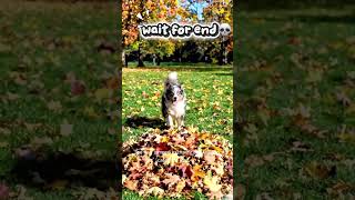 This playful dog found a falling leaf in the garden 😱Watch till the end #cutedog #funnydog #shorts