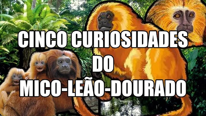 Mega natureza - MACACO ARANHA Ele tem uma poderosa cauda