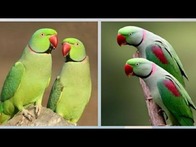 Green Talking Parrot in India | Most 