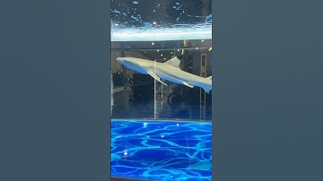 Cá mập gì mà tí hon vậy 🦈 #shorts